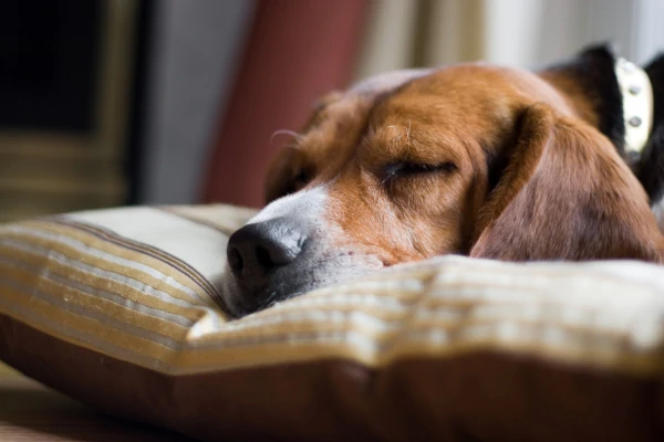מיטת כלב מומלצת – סקירת הטובות ביותר 2024