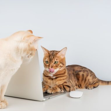 חידושים לחיות מחמד